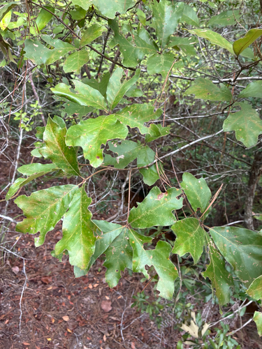 Quercus falcata, photograph 2