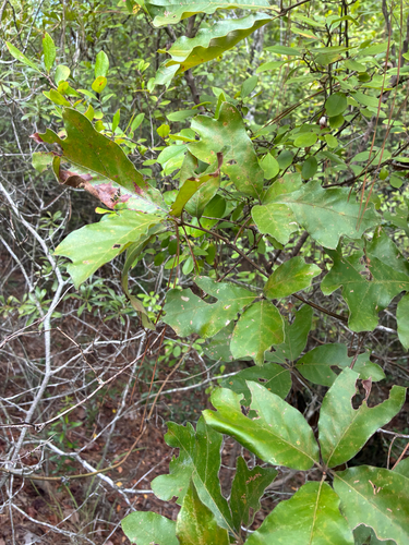 Quercus falcata, photograph 3