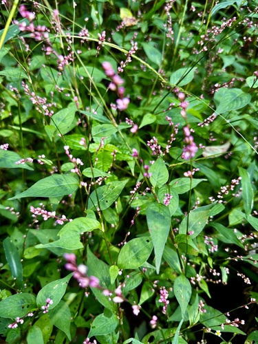 Persicaria posumbu, photograph 5