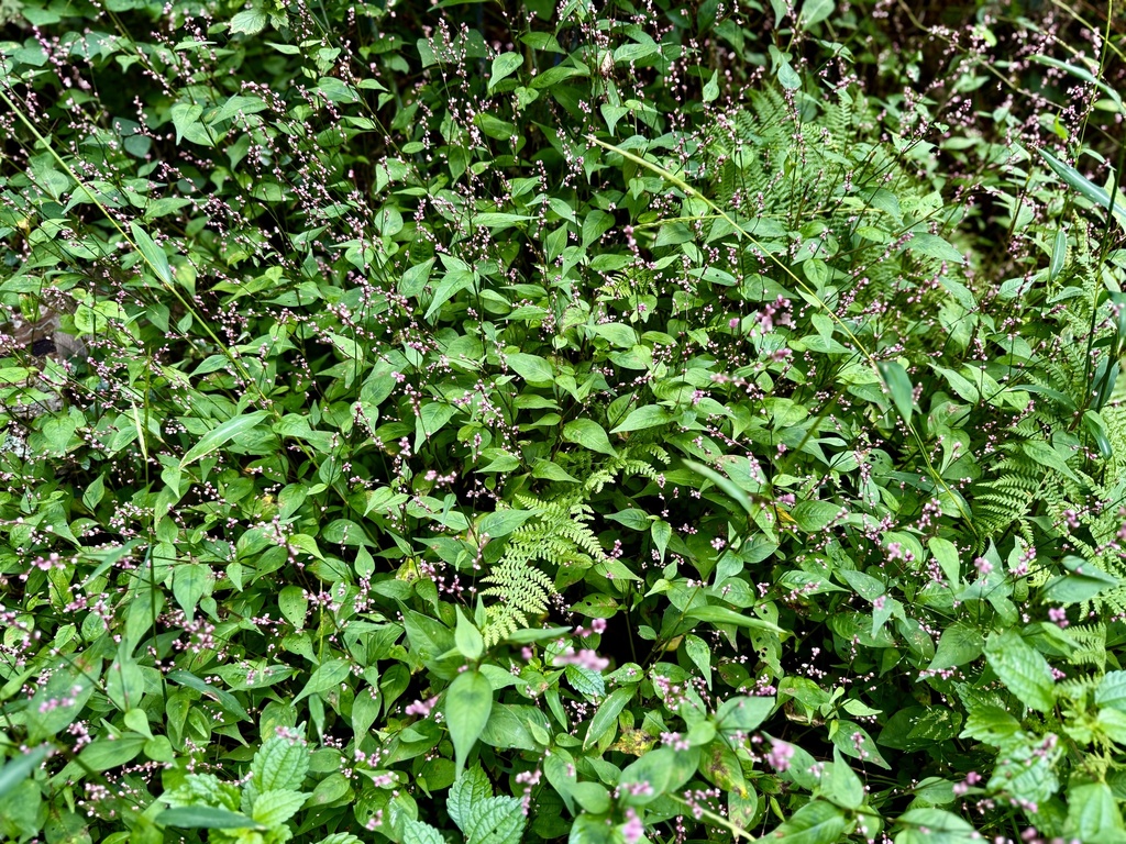 Persicaria posumbu; photograph author not stated, no rights reserved