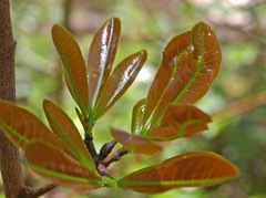 Ochna atropurpurea