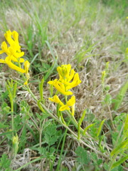 Corydalis micrantha