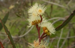 Eucalyptus odorata