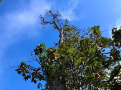 Brachychiton discolor