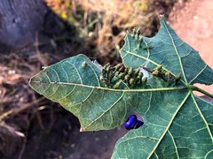 Brachychiton discolor