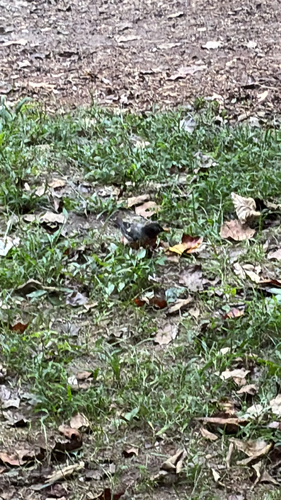 American Robin