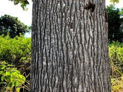 Brachychiton discolor