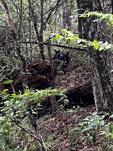American Black Bear