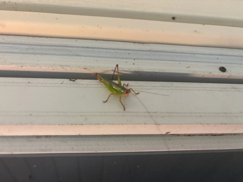 Handsome Meadow Katydid