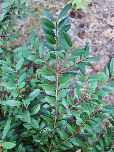 Paxistima myrsinites, photograph 5
