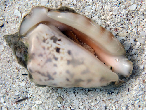 Strombus lentiginosus observed 2026-09-21