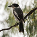 Southeastern Grey Butcherbird - Photo (c) Arthur Chapman, some rights reserved (CC BY-NC-SA)