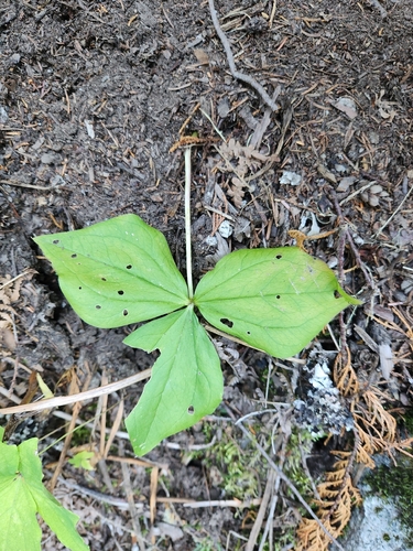 Trillium ovatum, photograph 2