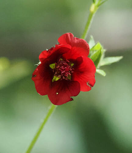Potentilla thurberi, photograph 1