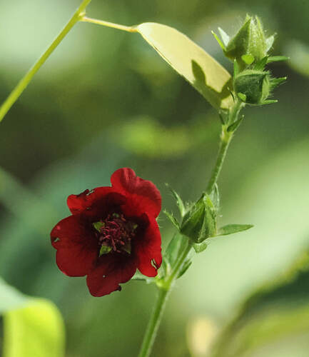 Potentilla thurberi, photograph 2