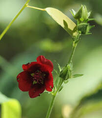 (c) Wendy McCrady, some rights reserved (CC BY) Potentilla thurberi, photograph (c) Wendy McCrady, some rights reserved (CC BY)