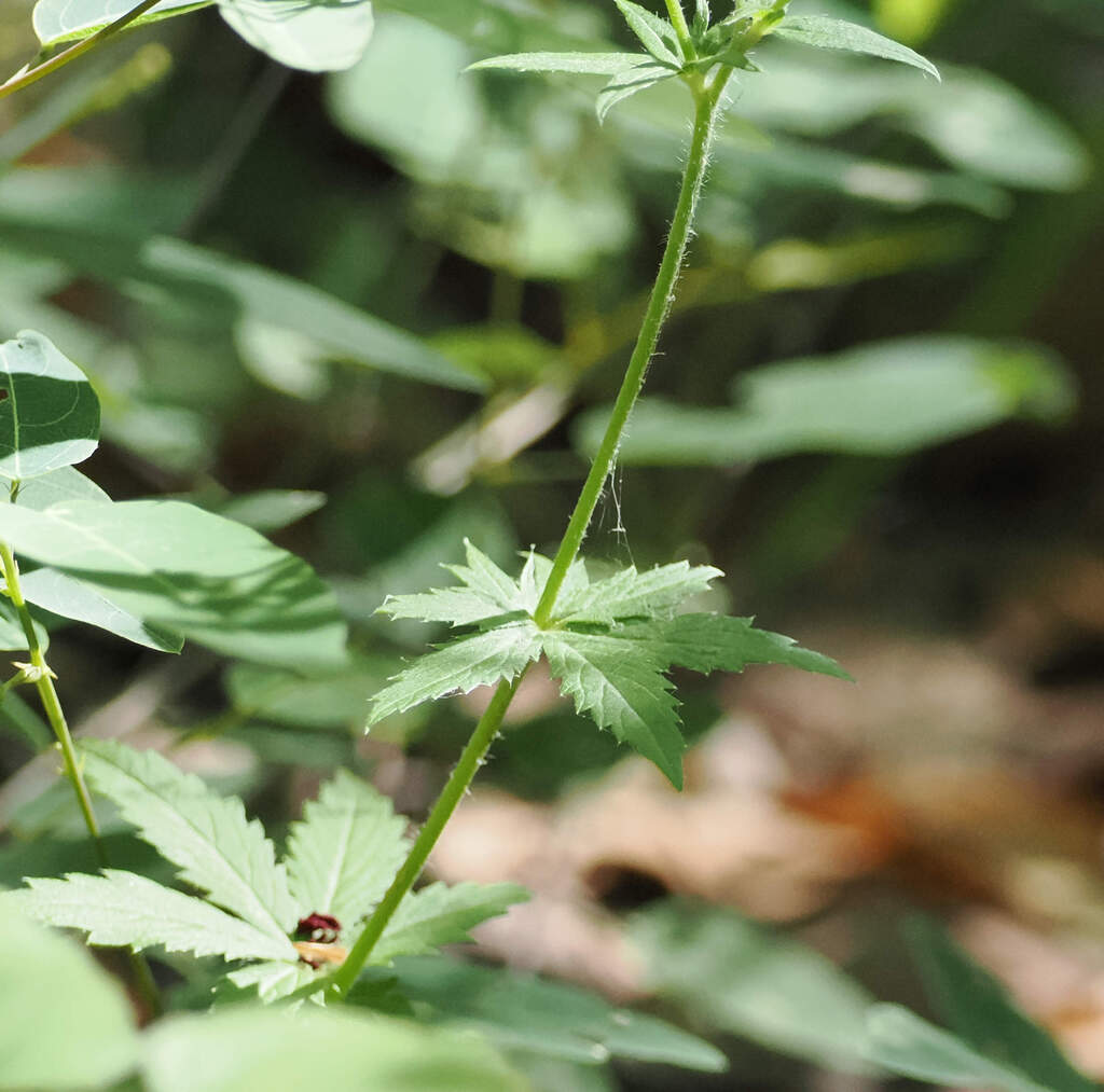 Potentilla thurberi; photograph (c) Wendy McCrady, some rights reserved (CC BY)