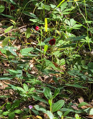 (c) Wendy McCrady, some rights reserved (CC BY) Potentilla thurberi, photograph (c) Wendy McCrady, some rights reserved (CC BY)