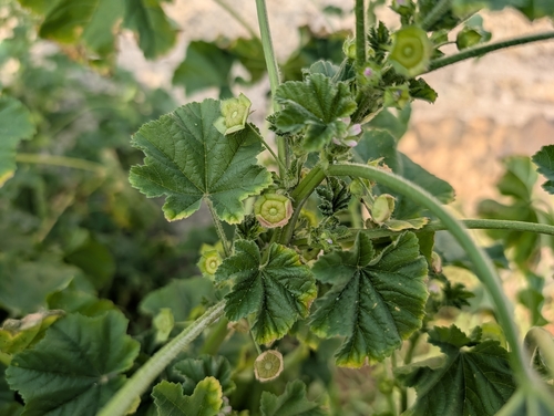 Malva parviflora
