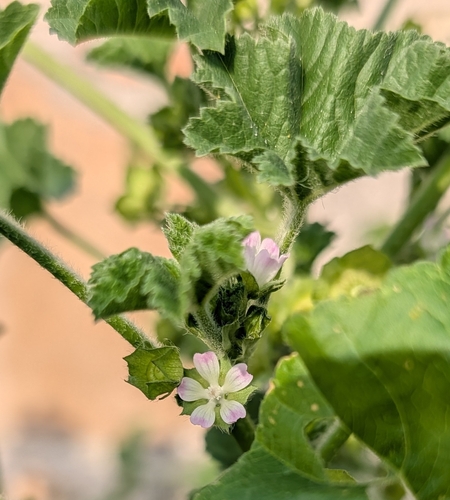 Malva parviflora, photograph 1