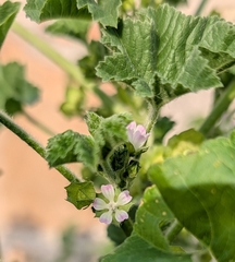 Malva parviflora, photograph (c) Jessica Utrup, some rights reserved (CC BY)