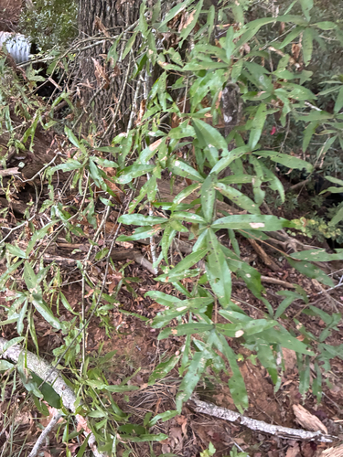 Quercus phellos, photograph 4