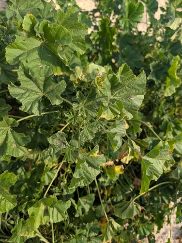 Malva parviflora, photograph 4