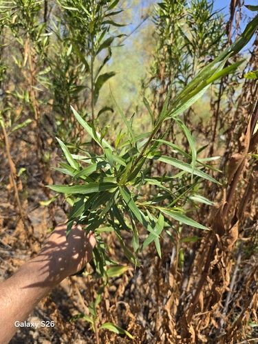 mule fat