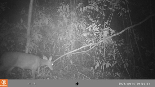 Yucatan Brown Brocket