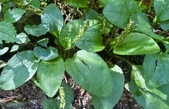 Plantago rugelii