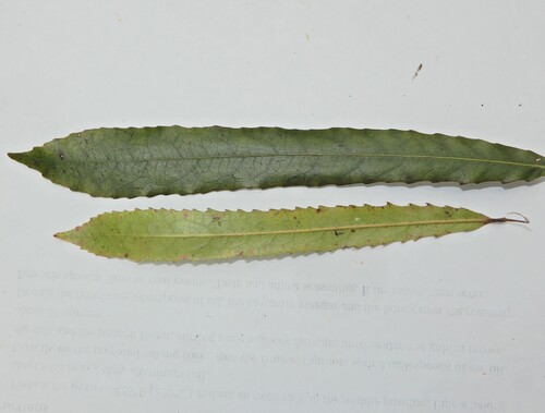 Elaeocarpus dentatus, photograph 6