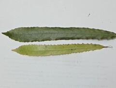 Elaeocarpus dentatus, photograph (c) Grey Smith, some rights reserved (CC BY)