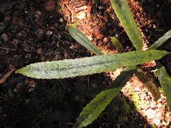 Elaeocarpus dentatus, photograph (c) Grey Smith, some rights reserved (CC BY)