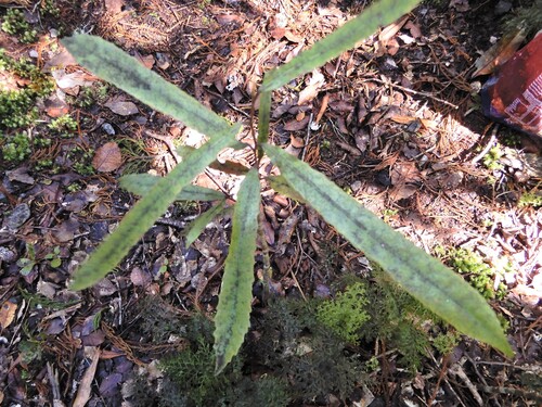 Elaeocarpus dentatus, photograph 4