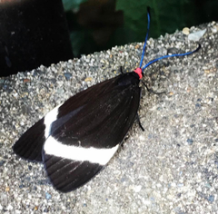 Pidorus atratus