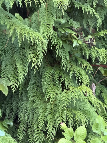 western redcedar