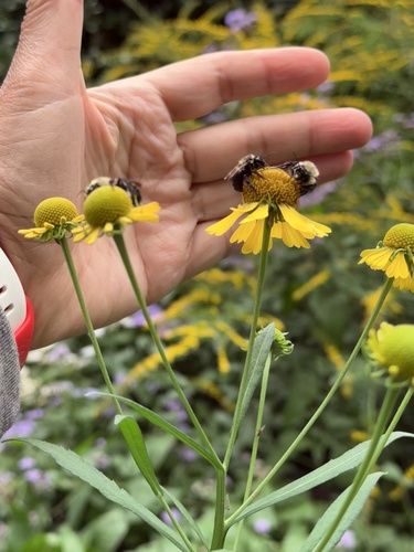 Common Eastern Bumble Bee