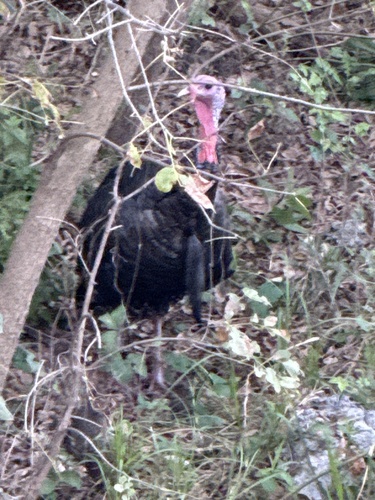 Wild Turkey