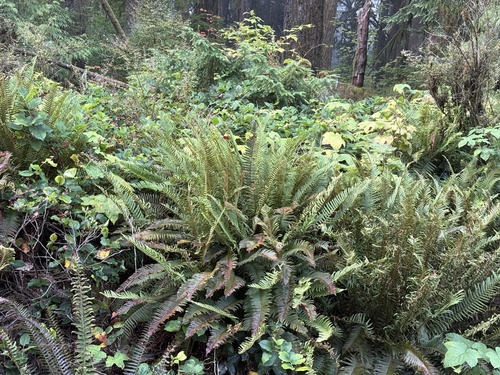 western sword fern