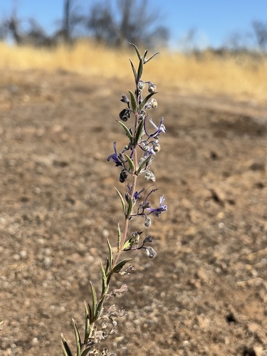 Vinegar Weed