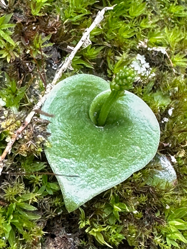 Microstylis observed 2026-09-21
