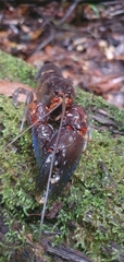 Euastacus urospinosus