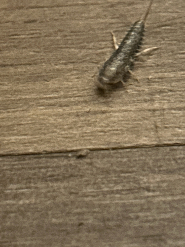 Common Silverfish