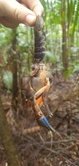 Euastacus urospinosus