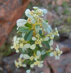 Spyridium spathulatum