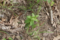 Lysimachia quadrifolia