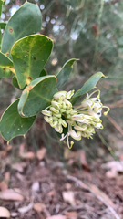 (c) Millie Brady, some rights reserved (CC BY) Hakea prostrata, photograph (c) Millie Brady, some rights reserved (CC BY)