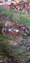 Euastacus urospinosus