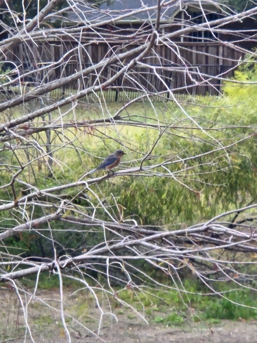 Eastern Bluebird