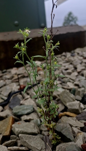 dwarf snapdragon